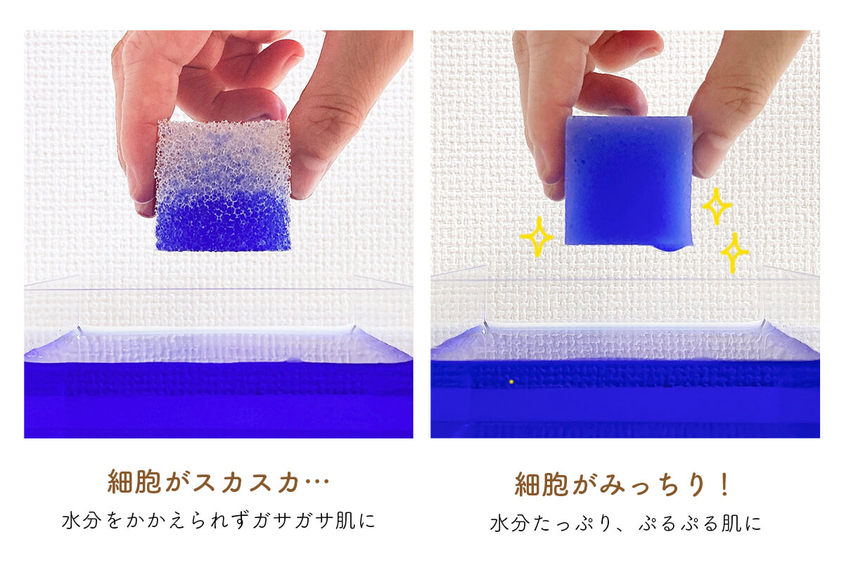 スポンジ