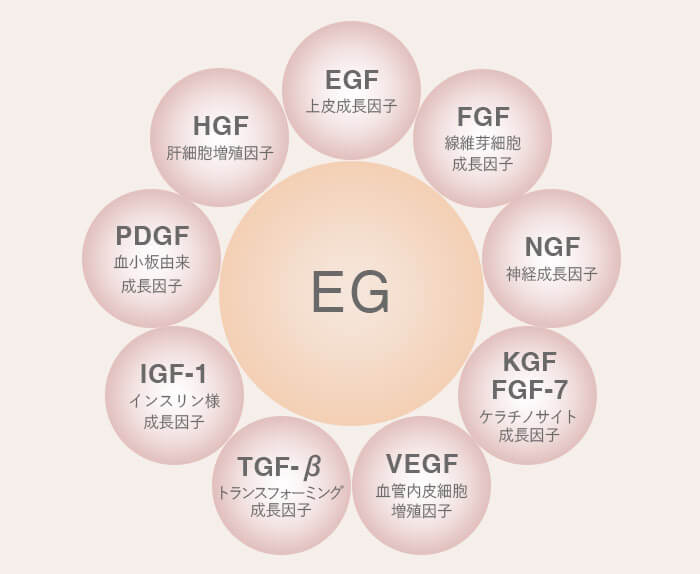 成長因子